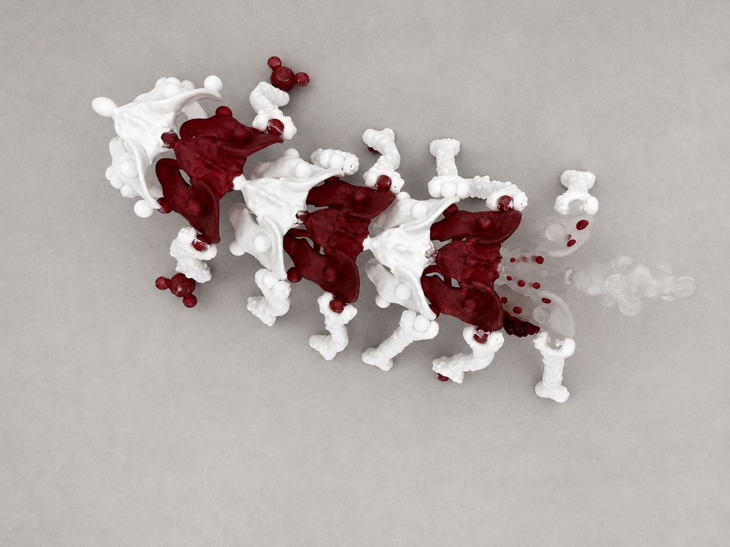 White and red Rebone organizm'os organism seen directly from above