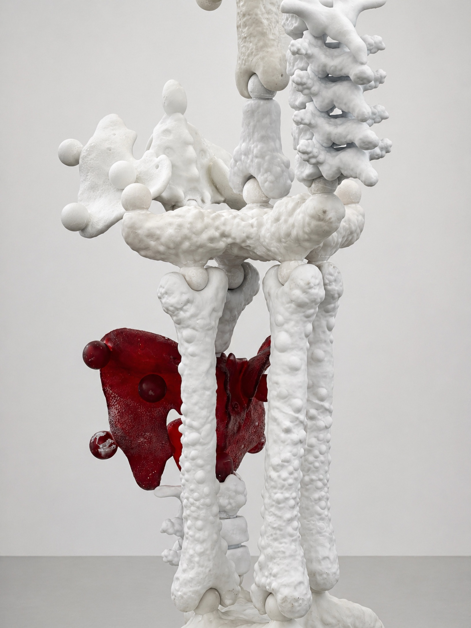 Close view of a white Rebone organizm'os skeleton with a red translucent organ