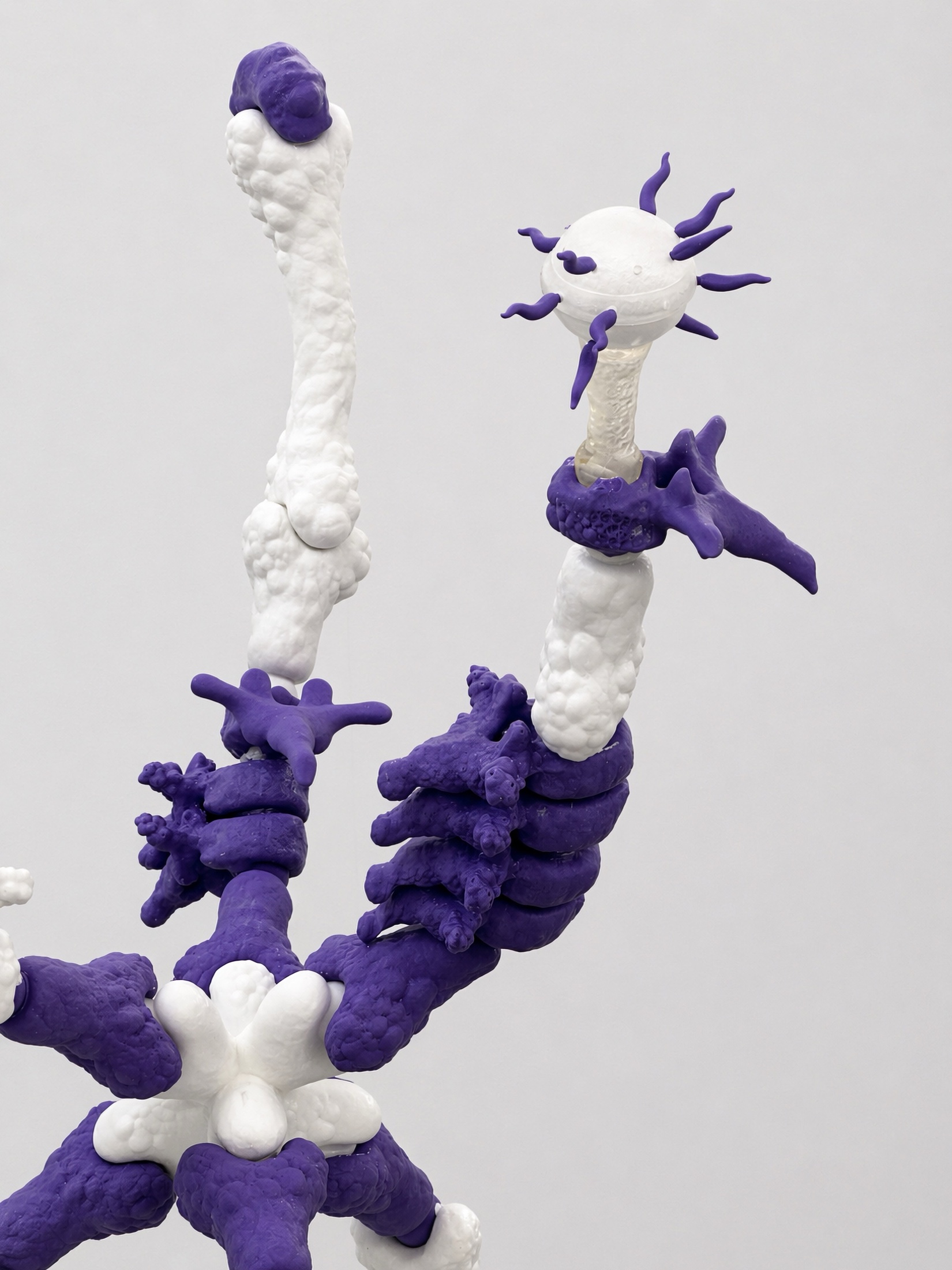 Close view of white and purple Rebone organizm’os elements