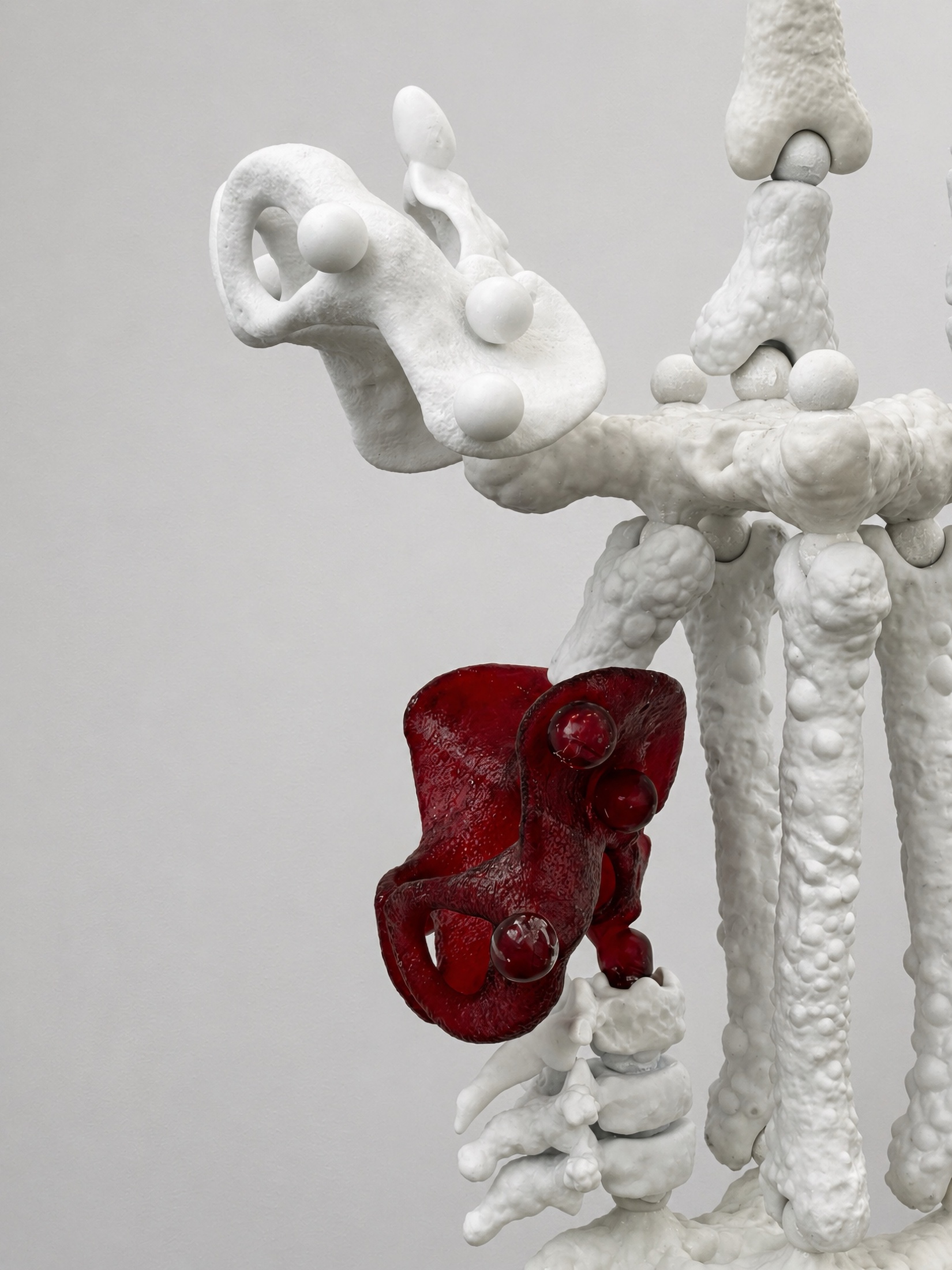 White Rebone organizm'os structure with a red organ element
